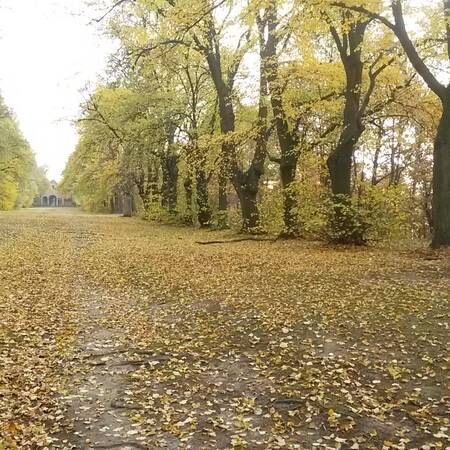 Allee_im_Herbst